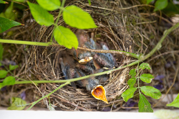 Petits de Merle Noir dans leurs nid
