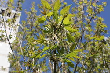 Fototapeta premium view of young leaves and flowers on the background of buildings and sky 