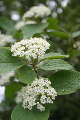 White flowers of Viburnum lantana in the garden Wayfaring tree in bloom in springtime