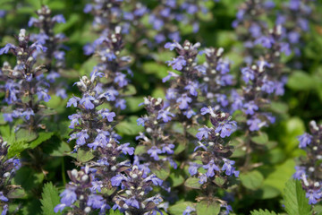 Blue flowers background. Carpet bugle weed  in bloom. Ajuga reptans