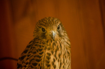 Hawk in nest on wooden cage, wild animals