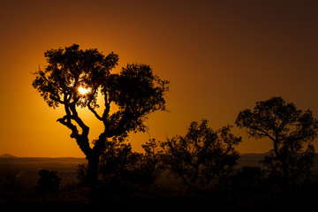 Fototapeta na wymiar silhouette of trees at sunset