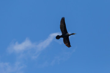 view on great black cormorant flying in a blue sky