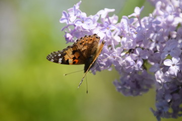 Butterfly Vanessa cardui on lilac flowers. Pollination blooming lilacs.