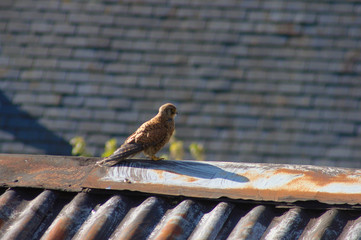 Kestrel on a rooftop. South England, UK.