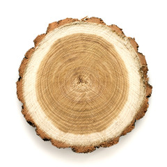Acacia tree cut isolated on white background. Large circular piece of wood cross section with tree...