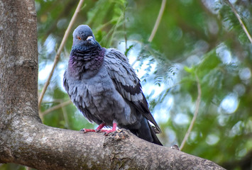 Image of Homing pigeon, domestic pigeon, Columba livia domestica, rock pigeon