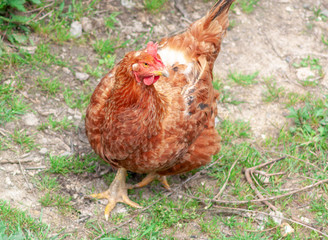 Free hen in a field
