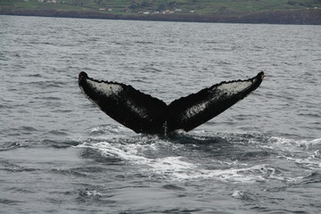 humpback whale