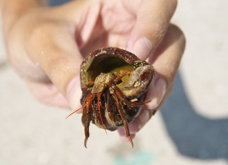 A close up photograph of a hermit crab emerging from the host shell. Sea crab on a rocks. Macro photo.