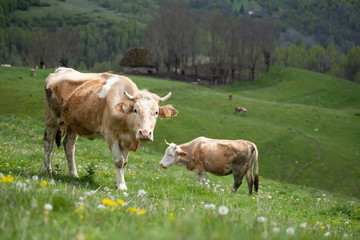 Herd of alpine cows grazing on the green pasture.