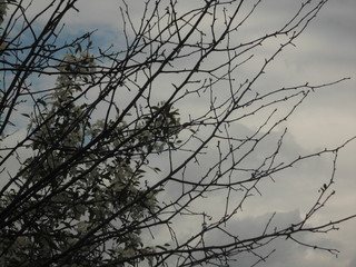 Fototapeta na wymiar ciel, arbre, nature, hiver, nuage