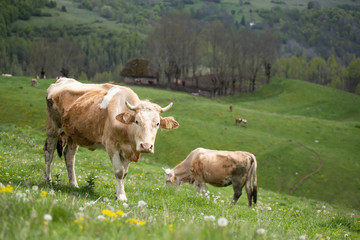 Herd of alpine cows grazing on the green pasture.
