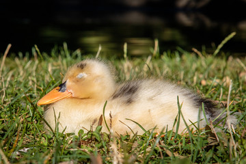 mallard duckling sleeping on the grass