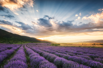 Fototapeta na wymiar Lavender field at sunrise / Stunning view with a beautiful lavender field at sunrise