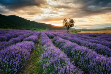 Obraz na płótnie Canvas Lavender field at sunrise / Stunning view with a beautiful lavender field at sunrise