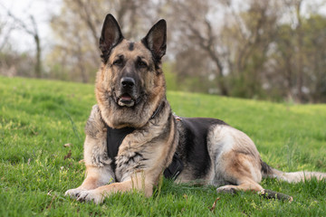 german shepherd dog