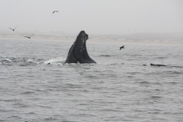 Fototapeta premium whale