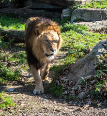 Obraz premium The lion, Panthera leo is one of the four big cats in the genus Panthera
