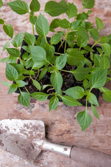 Pepper seedlings in black plastic cups and a shovel on the table, top view