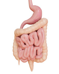 Human digestive system on a white background. 3d illustration