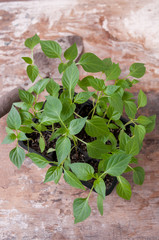 Pepper seedlings in black plastic cups on the table, top view