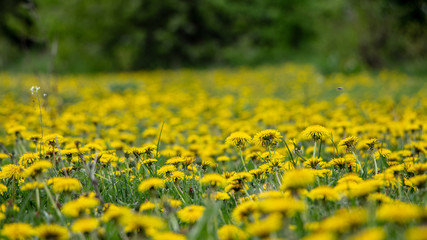 Obraz premium The meadow is covered with a dandelion that blooms, and the green grass