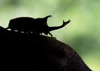 カブトムシ　オス　甲虫