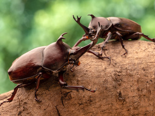 カブトムシ　オス　甲虫