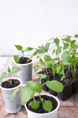 Seedlings of peppers, eggplants in plastic cups