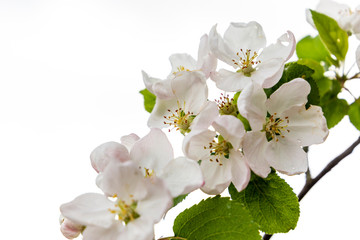 Fototapeta na wymiar Closeup of blooming apple on the white background
