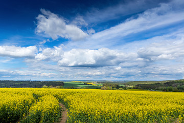 Obraz premium Yellow fields, flowers of rape, colza. Agriculture, spring in Czech Republic.