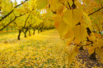 Beautiful gorgeous symmetric row of cherry trees in autumn golden leaves sunlight and fallen red orange leaves on ground fruit orchard in autumn season in Cromwell New Zealand fall color  