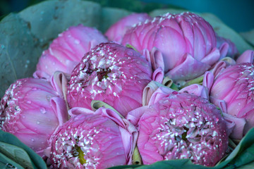 Pink lotus bouquet flowers with water drop at flower market.Selective focus pink water lilies...