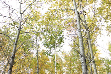 tree in autumn