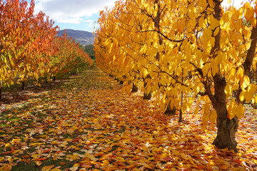 Beautiful gorgeous symmetric row of cherry trees in autumn golden leaves sunlight and fallen red...