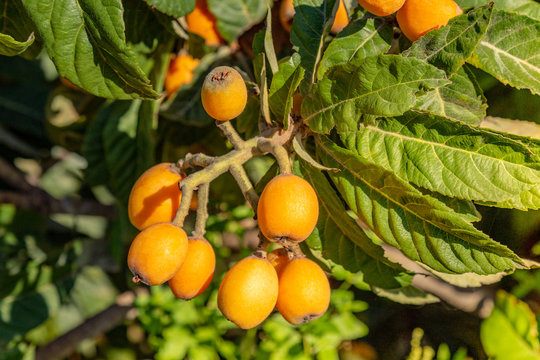 Loquat fruit-Mediterranean fruit very useful for Diets also called mushmula