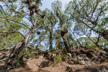 Canary pines on the cliff