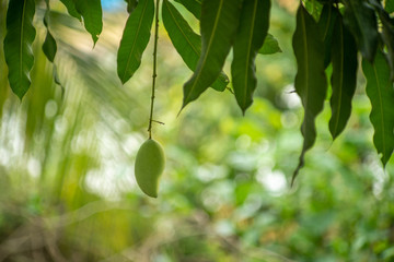 Mango fruit hang on the tree