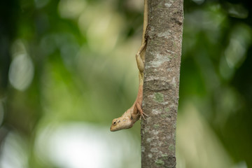 Lizard on the tree