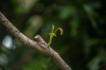 Young tree branch growing up