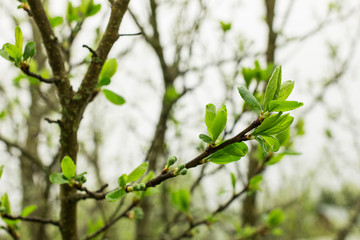 Apple begins to bloom in a garden