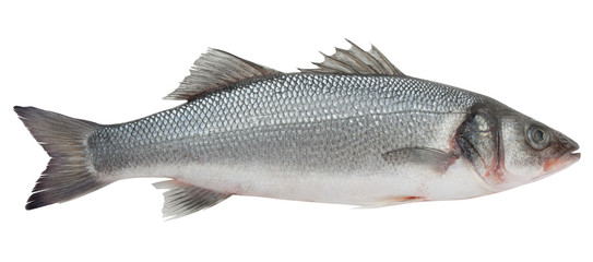 Seabass isolated on white background, clipping path, full depth of field