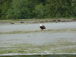 weisskopfseeadler