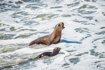 Fototapeta premium Sea lion mother and her calf learning to swim at Peninsula Valdes, Punta Norte, Patagonia, Argentina