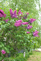 Obraz premium Purple lilac. Color is multifaceted. The flowers are large, four-lobed. Inflorescences are collected in large bunches. Leaves are rich green. Sunlight. Spring, the awakening of nature.