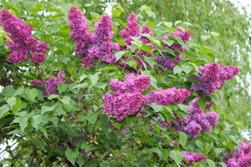 Obraz premium Purple lilac. Color is multifaceted. The flowers are large, four-lobed. Inflorescences are collected in large bunches. Leaves are rich green. Sunlight. Spring, the awakening of nature.
