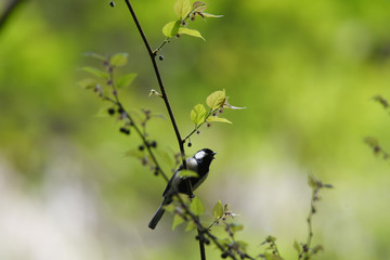 野鳥　シジュウカラ