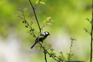 野鳥　シジュウカラ