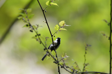 野鳥　シジュウカラ